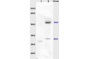 L1 rat lung, L2 human colon carcinoma lysates probed (ABIN730483) at 1:200 in 4 °C. (BPIFB1 Antikörper  (AA 21-120))