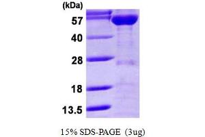 SDS-PAGE (SDS) image for Karyopherin alpha 2 (RAG Cohort 1, Importin alpha 1) (KPNA2) (AA 1-529) protein (His tag) (ABIN667661) (KPNA2 Protein (AA 1-529) (His tag))