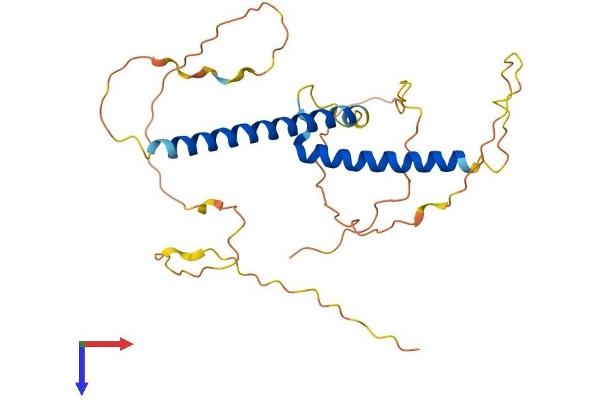 OLIG1 Protein (AA 1-271) (His tag)