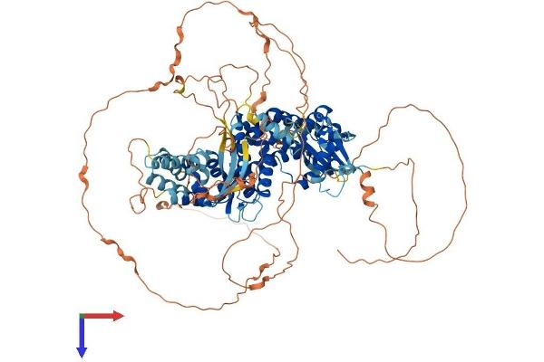 RALGDS Protein (AA 1-914) (His tag)