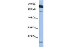Image no. 1 for anti-Tumor Necrosis Factor Receptor Superfamily, Member 10a (TNFRSF10A) (AA 397-446) antibody (ABIN6748196) (TNFRSF10A Antikörper  (AA 397-446))