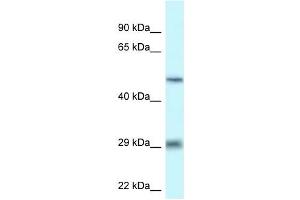 Western Blot showing LIPH antibody used at a concentration of 1 ug/ml against THP-1 Cell Lysate (LIPH Antikörper  (C-Term))