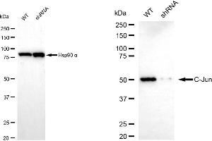 Western blotting analysis using C-Jun antibody (ABIN7799150).