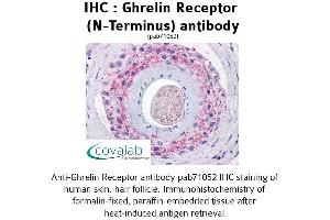 Image no. 1 for anti-Growth Hormone Secretagogue Receptor (GHSR) (Extracellular Domain), (N-Term) antibody (ABIN1734689)