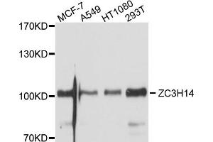 Western blot analysis of extracts of various cell lines, using ZC3H14 antibody. (ZC3H14 Antikörper)