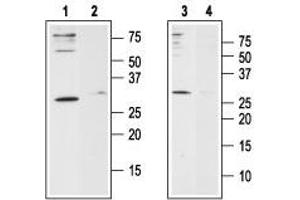 Western blot analysis of human Jurkat T-cell leukemia cell line lysate (lanes 1 and 2) and human HL-60 acute promyelocytic leukemia cell line lysate (lanes 3 and 4): - 1,3. (ORAI1 Antikörper  (2nd Extracellular Loop))