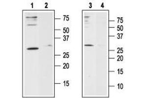 Western Blotting (WB) image for anti-ORAI Calcium Release-Activated Calcium Modulator 1 (ORAI1) (AA 203-214), (Extracellular) antibody (ABIN7043412)