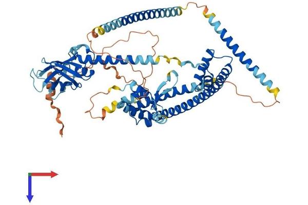ENOX2 Protein (AA 1-598) (His tag)