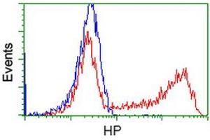 HEK293T cells transfected with either RC223612 overexpress plasmid (Red) or empty vector control plasmid (Blue) were immunostained by anti-HP antibody (ABIN2453139), and then analyzed by flow cytometry. (Haptoglobin Antikörper)