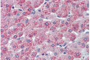 Anti-TAOK1 antibody  ABIN1049394 IHC staining of human liver. (TAO Kinase 1 (TAOK1) (Internal Region) Antikörper)