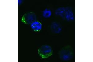 Immunofluorescence Validation of SARS-CoV-2 (COVID-19) Spike RBD in 293 Transfected CellsImmunofluorescent analysis of 4 % paraformaldehyde-fixed Spike transfected 293 cells labeling SARS-CoV-2 (COVID-19) Spike RBD with ABIN6952968 at 20 μg/mL, followed by goat anti-rabbit IgG secondary antibody at 1/500 dilution (green) and DAPI staining (blue). (SARS-CoV-2 Spike Antikörper  (RBD))
