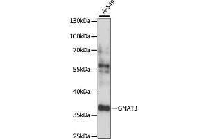 Western blot analysis of extracts of A-549 cells, using GN antibody (ABIN7267544) at 1:1000 dilution. (GNAT3 Antikörper  (AA 60-130))