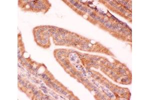 IHC(P) staining of mouse intestine tissue (NFKB2 Antikörper  (AA 1-340))