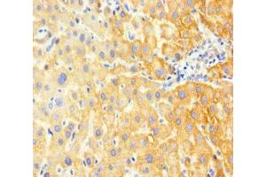Immunohistochemistry of paraffin-embedded human liver tissue using ABIN7153912 at dilution of 1:100 (G6PC Antikörper  (AA 82-117))