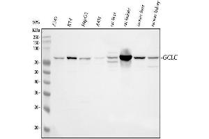 Western blot analysis of GCLC using anti-GCLC antibody (ABIN3042420). (GCLC Antikörper  (AA 437-637))