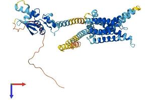 KCNV1 Protein (AA 1-503) (His tag)