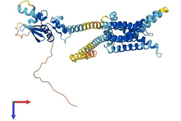 KCNV1 Protein (AA 1-503) (His tag)