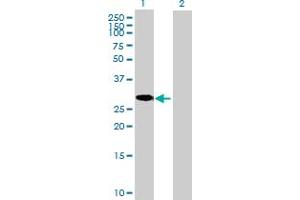 Western Blot analysis of C8orf33 expression in transfected 293T cell line by C8orf33 MaxPab polyclonal antibody. (C8orf33 Antikörper  (AA 1-229))