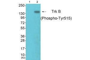 Western Blotting (WB) image for anti-Neurotrophic Tyrosine Kinase, Receptor, Type 2 (NTRK2) (pTyr515) antibody (ABIN1847226) (TRKB Antikörper  (pTyr515))