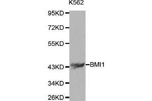 Western blot analysis of extracts of K562 cells using BMI1 antibody. (BMI1 Antikörper  (AA 120-326))