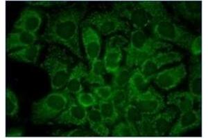 Immunofluorescence (IF) image for anti-Heat Shock Protein 90kDa alpha (Cytosolic), Class A Member 1 (HSP90AA1) antibody (ABIN453942) (HSP90AA1 Antikörper)