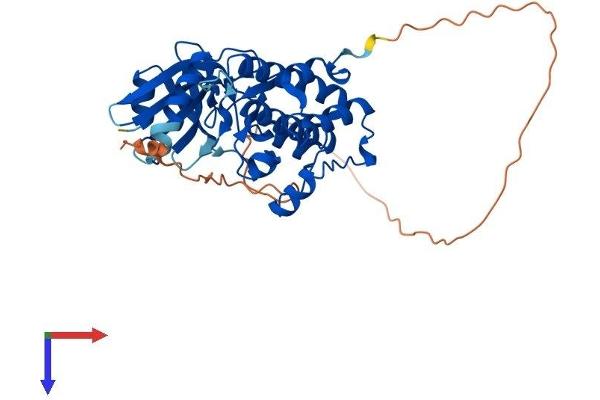 TSSK1B Protein (AA 1-367) (His tag)