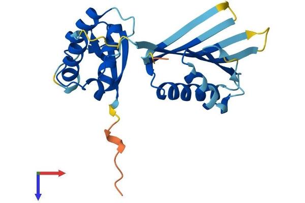 KCTD6 Protein (AA 1-237) (His tag)