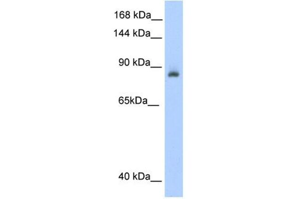 Aconitase 1 anticorps  (N-Term)