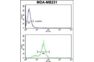 CPN2 Antibody (N-term) (ABIN391524 and ABIN2841483) flow cytometry analysis of MDA-M cells (bottom histogram) compared to a negative control cell (top histogram). (CPN2 Antikörper  (N-Term))