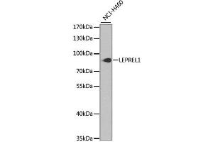Western blot analysis of extracts of NCI-H460 cells, using LEPREL1 antibody.