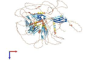 Myopalladin Protein (MYPN) (AA 1-1320) (His tag)