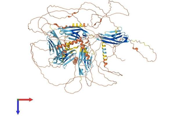Myopalladin Protein (MYPN) (AA 1-1320) (His tag)