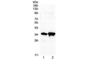 Western blot testing of 1) rat brain and 2) mouse brain with Six3 antibody at 0. (SIX3 Antikörper  (AA 1-32))