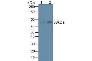Figure. (ITGB1 Antikörper  (AA 454-714))