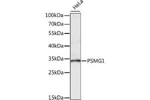 Western blot analysis of extracts of HeLa cells, using PSMG1 antibody (ABIN7269593) at 1:1000 dilution. (PSMG1 Antikörper  (AA 1-288))