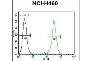OR2B11 Antibody (C-term) (ABIN655367 and ABIN2844924) flow cytometric analysis of NCI- cells (right histogram) compared to a negative control cell (left histogram). (OR2B11 Antikörper  (C-Term))