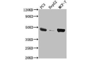 Western Blot Positive WB detected in: PC3 whole cell lysate, HepG2 whole cell lysate, MCF-7 whole cell lysate All lanes: TNFRSF25 antibody at 1:2000 Secondary Goat polyclonal to rabbit IgG at 1/50000 dilution Predicted band size: 46, 24, 28, 20, 15, 14, 26, 41, 42, 30 kDa Observed band size: 46 kDa (DR3/LARD Antikörper  (AA 221-417))
