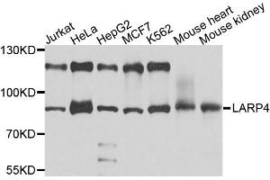 Western blot analysis of extracts of various cell lines, using LARP4 antibody (ABIN5972949) at 1/1000 dilution. (LARP4 Antikörper)