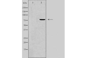 Western blot analysis of GRP78 expression in COS7 cell lysate. (GRP78 Antikörper)