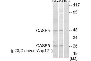 Western blot analysis of extracts from HeLa cells and A549 cells, treated with etoposide (25uM, 24hours), using CASP5 (p20, Cleaved-Asp121) antibody. (CASP5 Antikörper  (Cleaved-Asp121, Subunit p20))