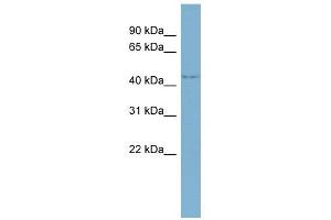 WDR8 antibody used at 1 ug/ml to detect target protein.