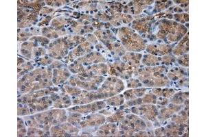 Immunohistochemical staining of paraffin-embedded Kidney tissue using anti-PRKAR2A mouse monoclonal antibody. (PRKAR2A Antikörper)