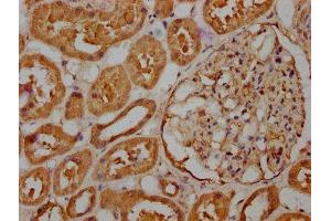 IHC image of ABIN7167139 diluted at 1:263 and staining in paraffin-embedded human kidney tissue performed on a Leica BondTM system. (RASSF6 Antikörper  (AA 1-303))