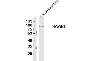 Mouse Large intestine lysates probed with HOOK1 Polyclonal Antibody, Unconjugated  at 1:300 dilution and 4˚C overnight incubation.