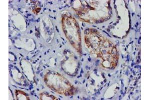 Immunohistochemical staining of paraffin-embedded Human Kidney tissue using anti-EIF4E mouse monoclonal antibody. (EIF4E Antikörper)