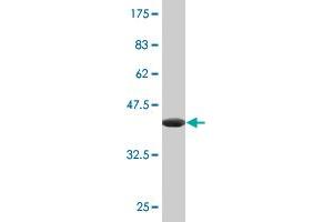 Western Blot detection against Immunogen (35. (HNF1B Antikörper  (AA 29-118))