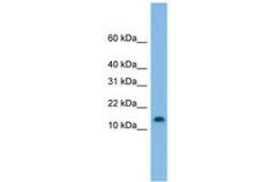 Image no. 1 for anti-Hairy and Enhancer of Split 5 (HES5) (C-Term) antibody (ABIN6744879) (HES5 Antikörper  (C-Term))