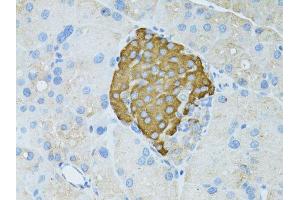 Immunohistochemistry of paraffin-embedded rat pancreas using TEFM antibody (ABIN5974873) at dilution of 1/100 (40x lens). (TEFM Antikörper)