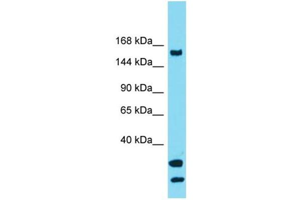 USP54 抗体  (C-Term)