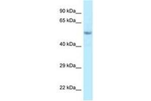 Image no. 1 for anti-Family with Sequence Similarity 114, Member A2 (FAM114A2) (C-Term) antibody (ABIN6748046) (FAM114A2 Antikörper  (C-Term))